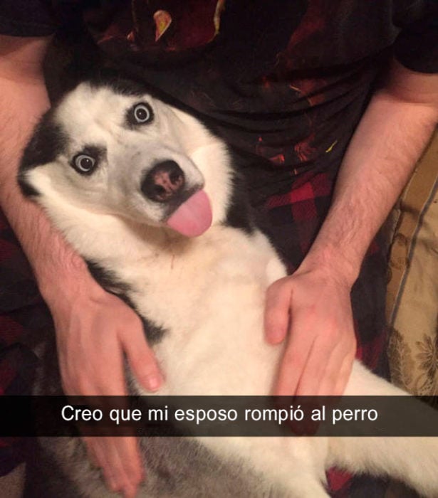 Snapchat perros - se rompió el perro 