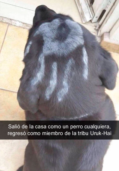 Snapchat perros - perro miembro tribu