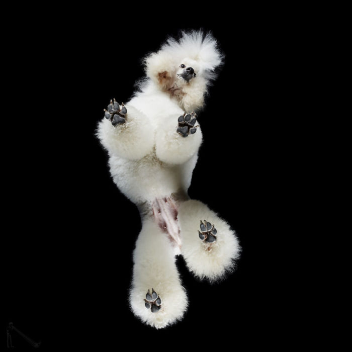 french poodle visto de abajo 