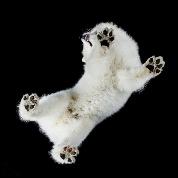 perro blanco esponjoso visto de abajo 