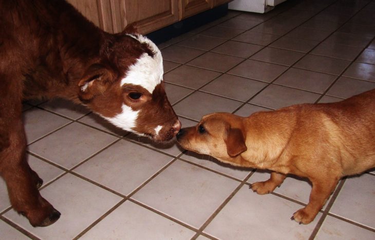 vaca y perro oliéndose