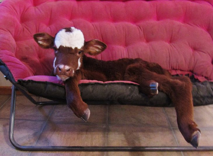 vaca acostada en un sillón