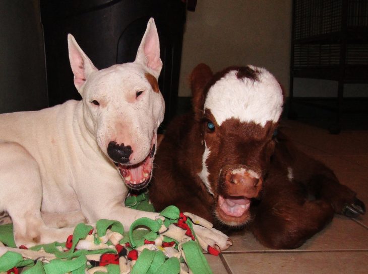 vaca y perro sonriendo 