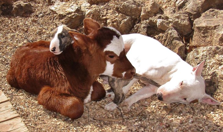 vaca acostada con otros dos perros 