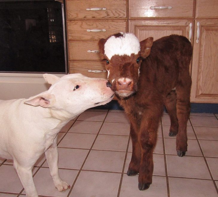 bull terrier lamiendo a vaca