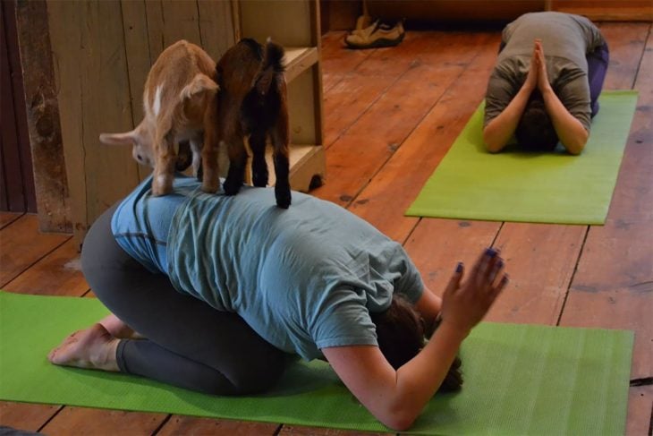 Yoga con cabras 1