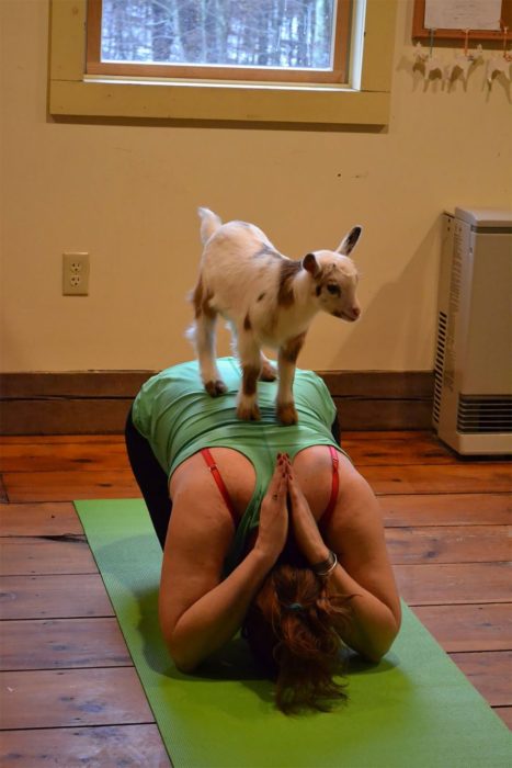 yoga con cabras 5