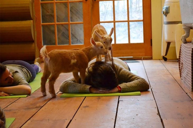 Yoga con cabras 2