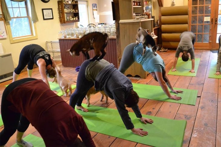 yoga con cabras 3