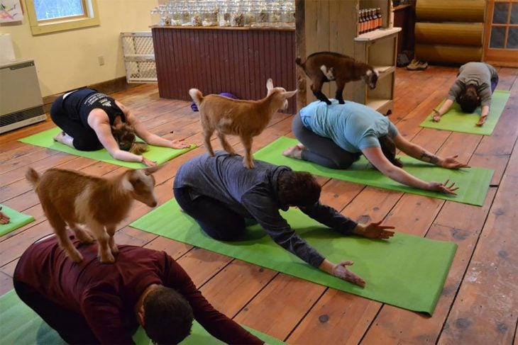 yoga con cabras 6