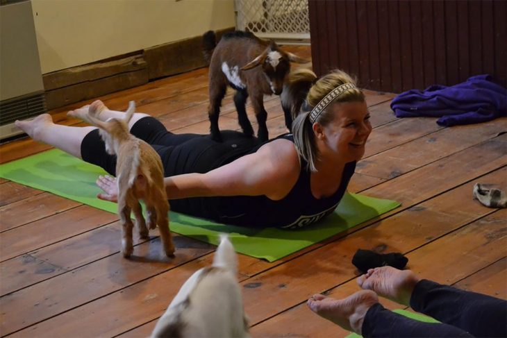 yoga con cabras 4