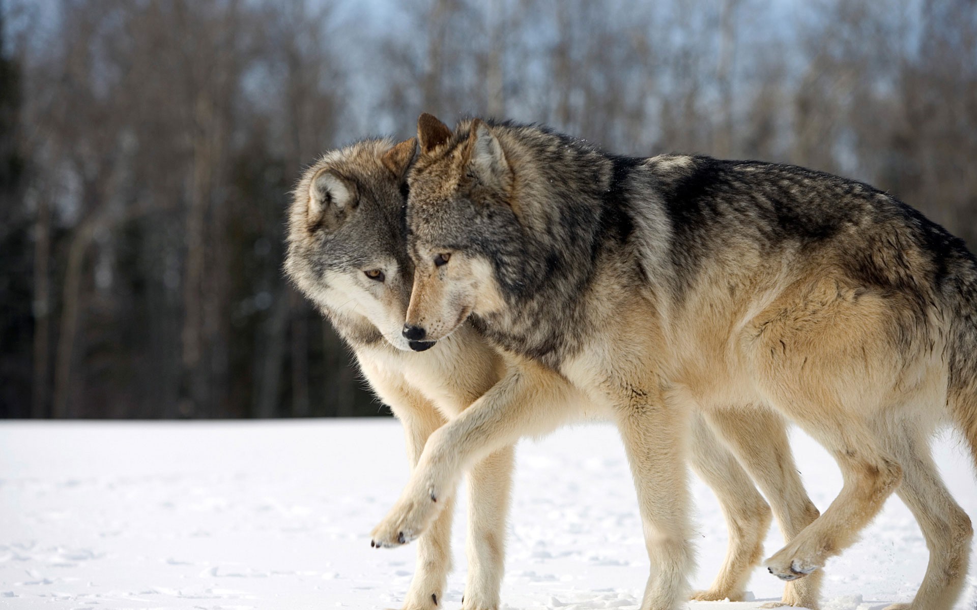 15 Animais monogâmicos que vão restaurar a sua fé no amor eterno e verdadeiro - Minilua