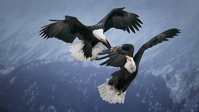 Hasta que la muerte nos separe! 10 animalitos monogamos Hasta que la muerte nos separe! 10 animalitos monogamos