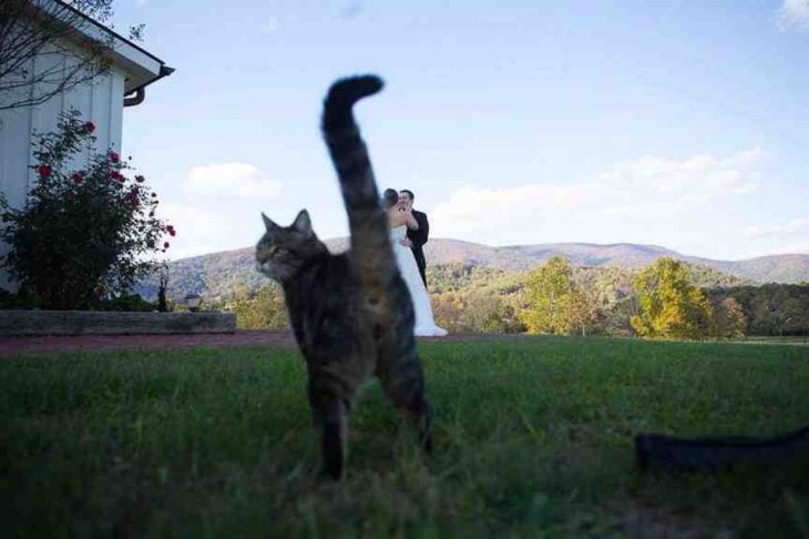 gato se entromete en foto de boda