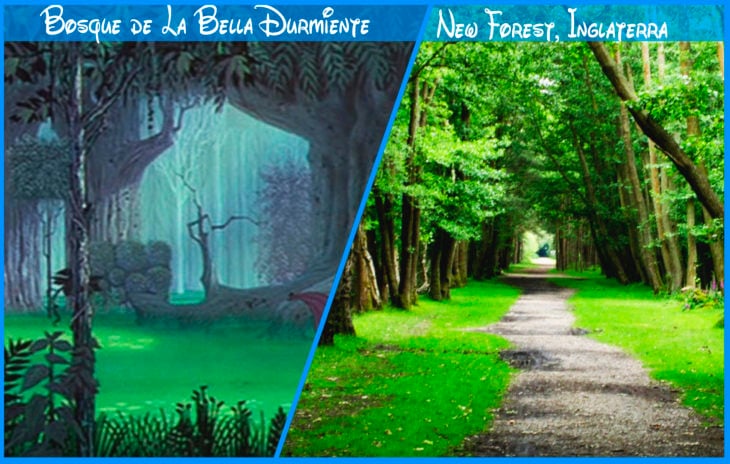 bosque de la bella durmiente real y de disney