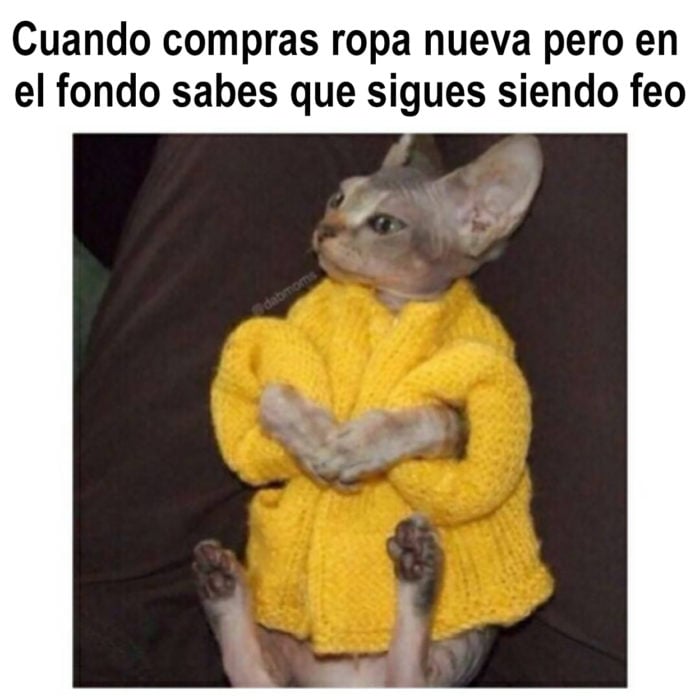 meme gato con abrigo amarillo