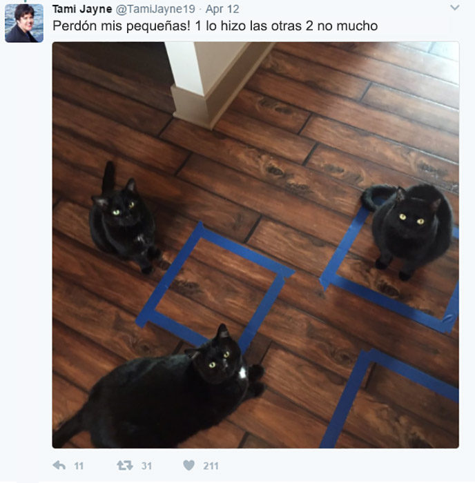 cosas gatos 6