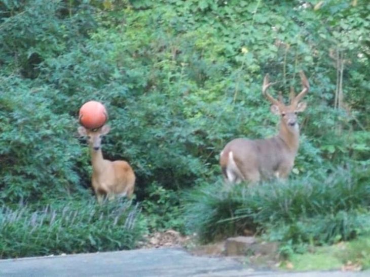 venado con pelota