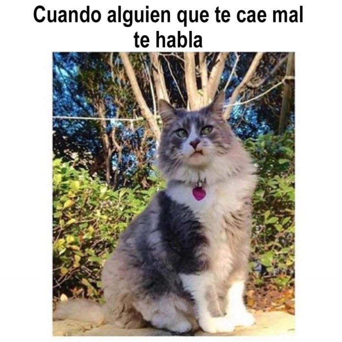 meme de gato cuando alguien habla contigo