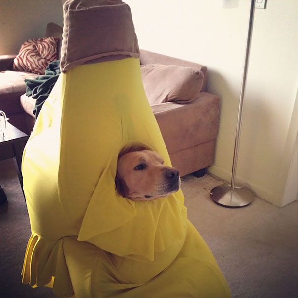perro plátano