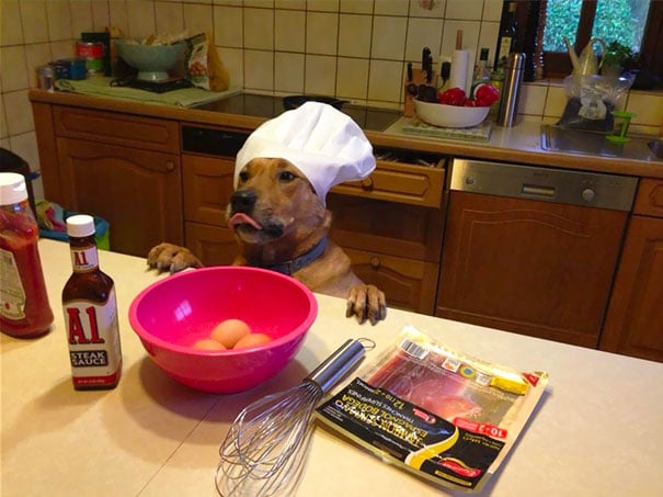 perro cocinando 