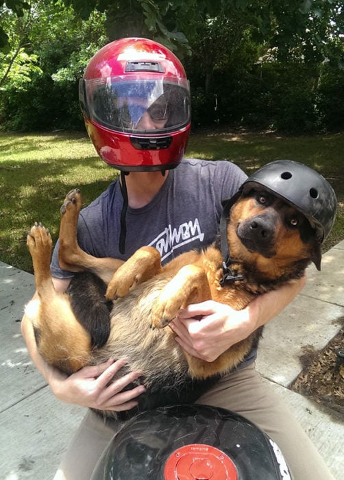 perro motocicleta paseo