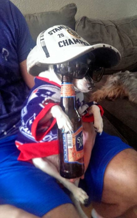 perro bebiendo cerveza disfraz