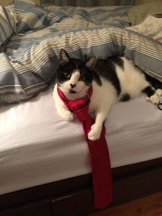 gato corbata roja