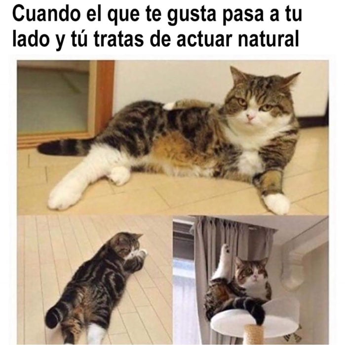 meme de gato actúa natural