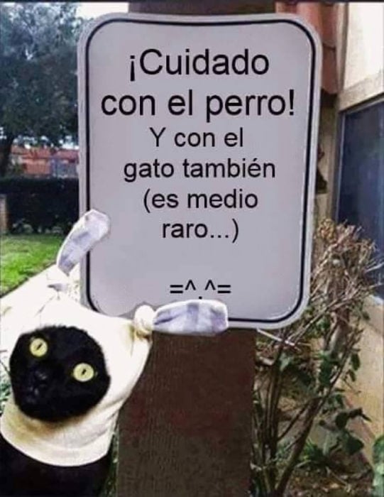 gato frente a cartel que dice cuidado con el gato