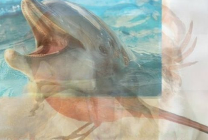 delfín imágenes ilustración personalidad