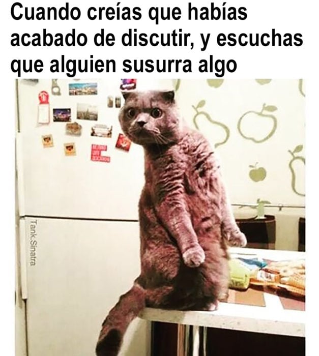 meme de gato sobre discutir