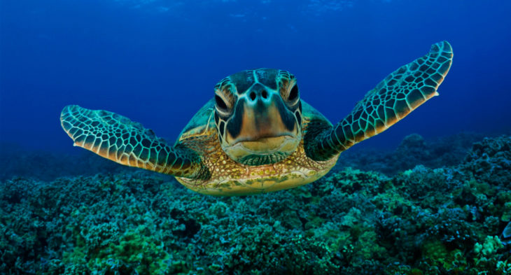tortugas marinas