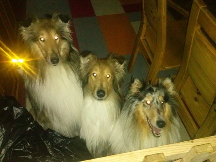 foto nocturna en la que le brillan los ojos a tres perros y a un gato