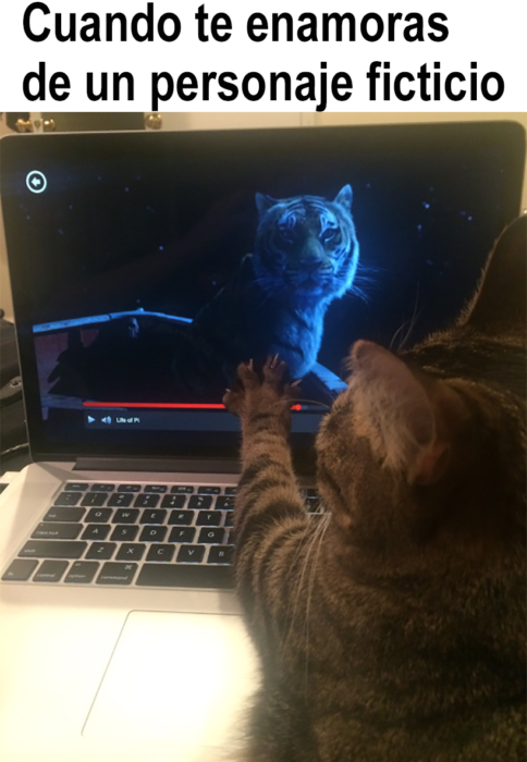 gato mirando a un tigre en la computadora