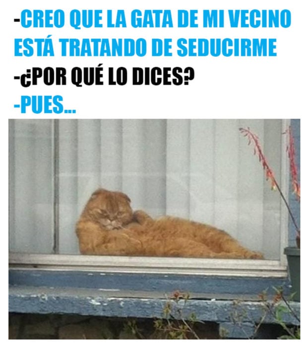 meme de gatita seductora