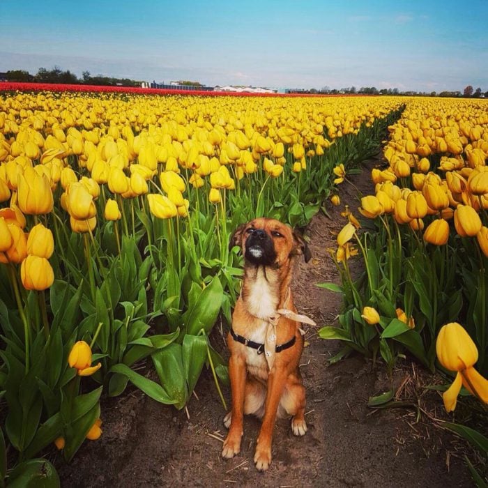 perro en un campo de flores amarillas