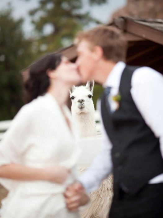 ¿Quien dijo que solo los humanos podían ir a las bodas?