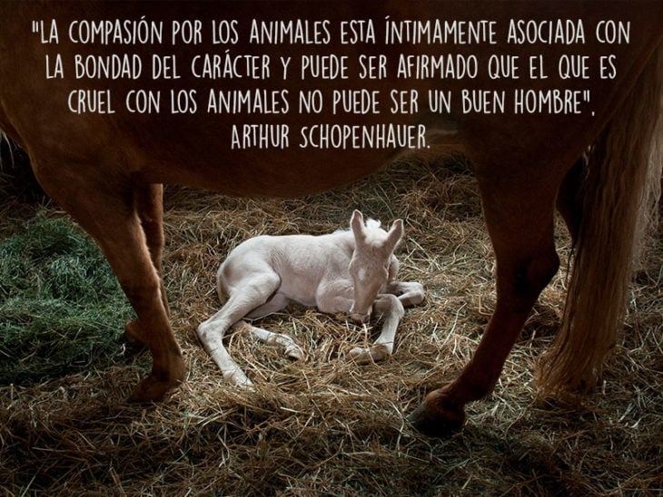 caballo animales fotografía frase Natgeo