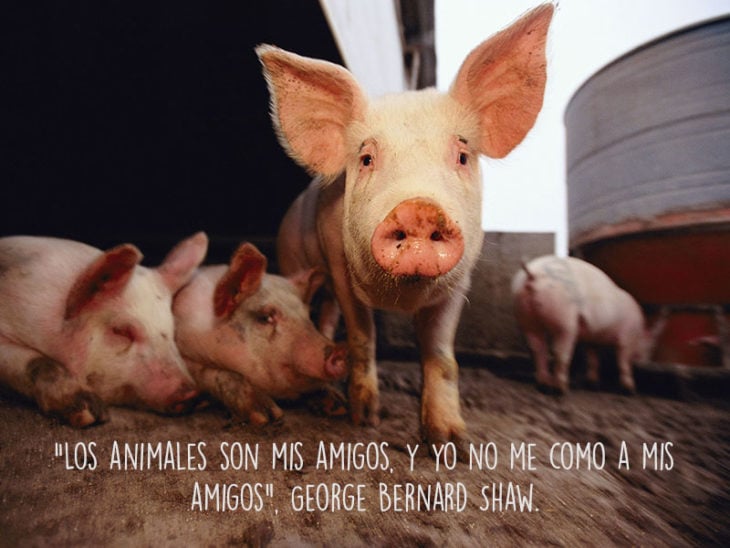 cerdito animales fotografía frase Natgeo