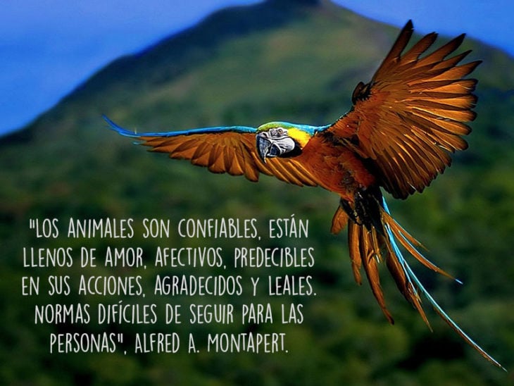 cotorro animales fotografía frase Natgeo