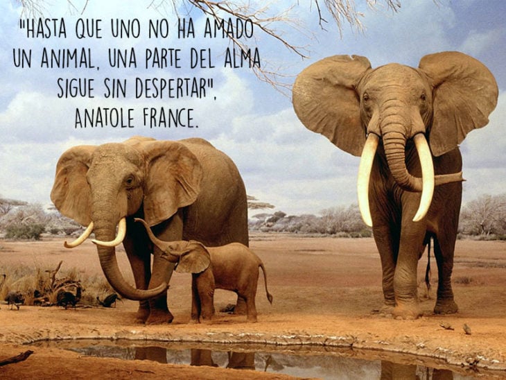 elefantes animales fotografía frase Natgeo