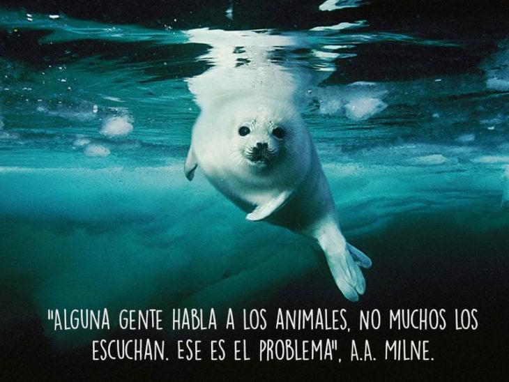 foca animales fotografía frase Natgeo