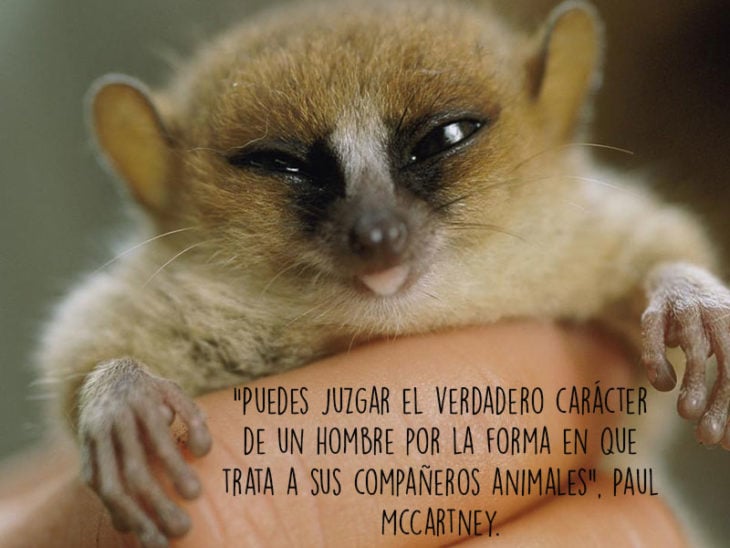 lémur animales fotografía frase Natgeo