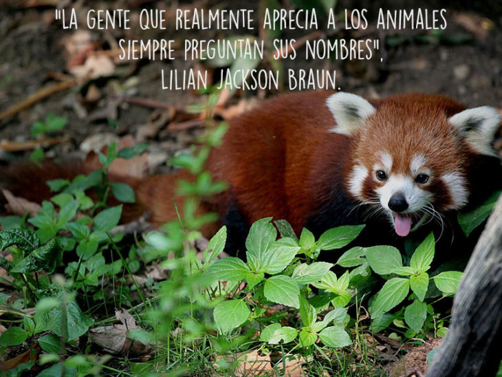 mapache animales fotografía frase Natgeo