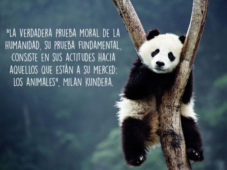 panda animales fotografía frase Natgeo