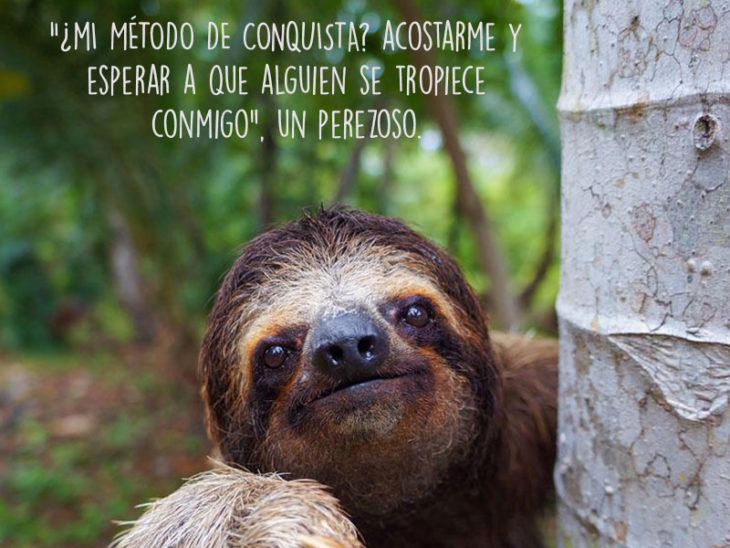 perezoso animales fotografía frase Natgeo