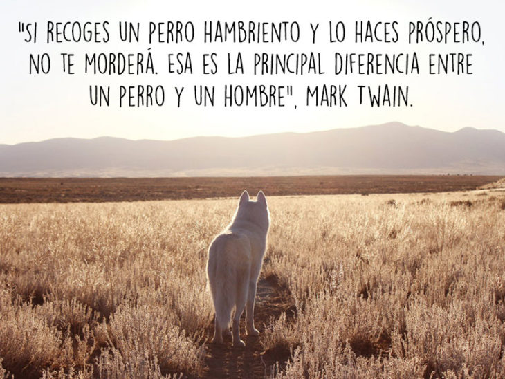 perro animales fotografía frase Natgeo lobo