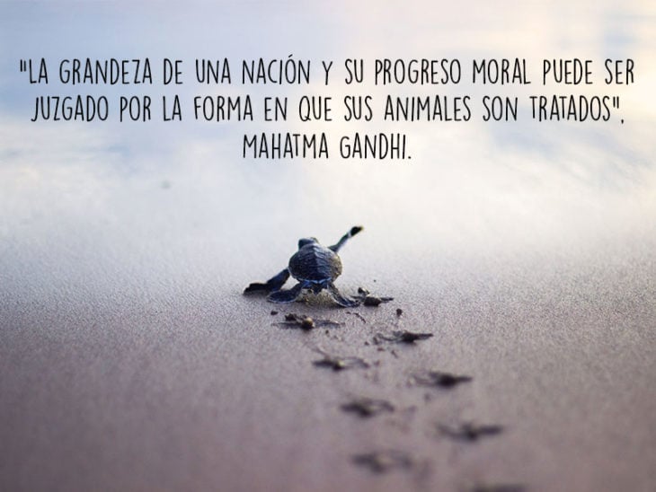 tortuga animales fotografía frase Natgeo