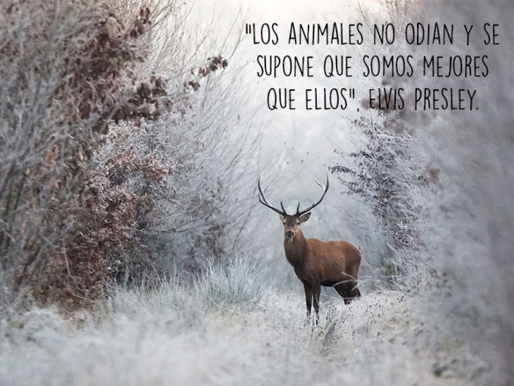 venado animales fotografía frase Natgeo